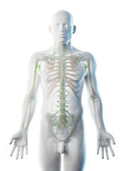 3d rendered illustration of a mans lymphatic system