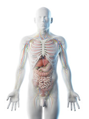 3d rendered illustration of a mans upper body anatomy