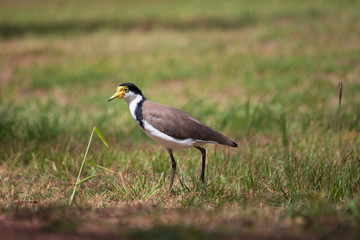 the masked lapwing plover bird on the grass  Australia Gold Coast sunny day