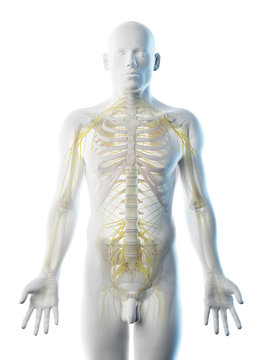 3d rendered illustration of a mans nervous system
