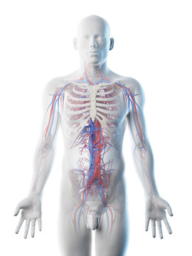 3d rendered illustration of a mans vascular system