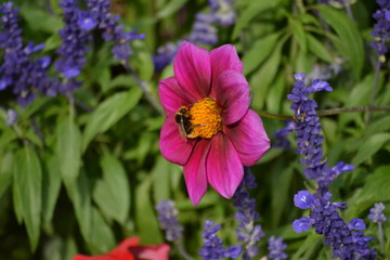 Bee in the flower