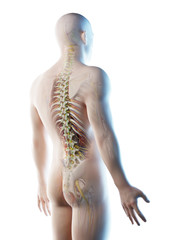 3d rendered illustration of a mans anatomy of the back