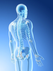 3d rendered illustration of a mans skeletal back