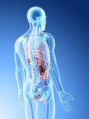 3d rendered illustration of a mans organs