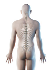3d rendered illustration of a mans skeletal back