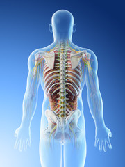 3d rendered illustration of a mans anatomy of the back