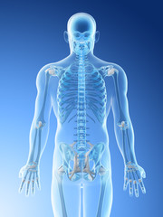 3d rendered illustration of a mans skeletal back