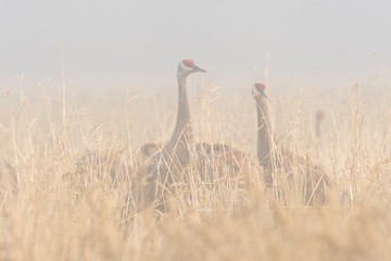 Sandhill crane (Grus canadensis) adults feeding in field in morning fog;  Alaska