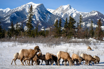 Naklejka premium Bighorn sheep (Ovis canadensis), Jasper National Park, Alberta, Canada