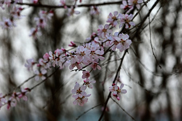 Apricot flowers blooming