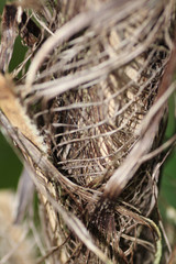 Stringy Bark