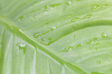 Water on the Leaf