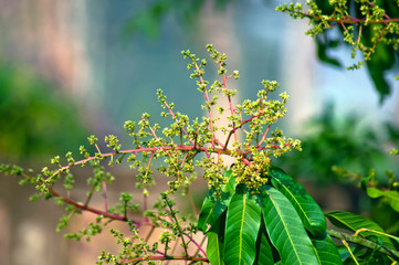 Mango Bouquet with Mixed Species