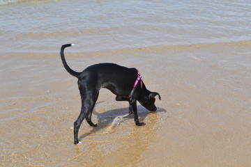 dog on the beach