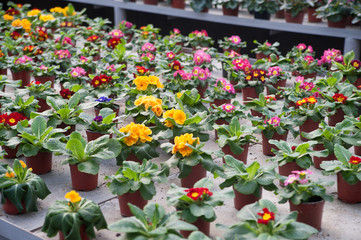 Fototapeta na wymiar Flowers in pots . Botanical garden.