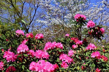 ピンク色のシャクナゲの花