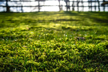 Grass and moss with dewdrops in the morning sun in the backyard, against a blurred background of...