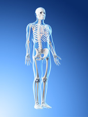 3d rendered illustration of a mans skeleton and ligaments