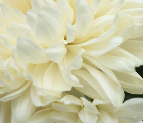 Close up of yellow flower for decorated wall paper