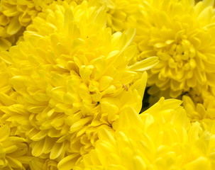 Close up of yellow flower for decorated wall paper