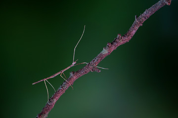 Walking stick insect or Phasmids (Phasmatodea or Phasmatoptera) also known as stick insects, stick-bugs, walking sticks, bug sticks or ghost insect. Selective focus, blurred background with copy space