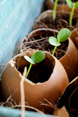 Planting of young papaya tree in used egg shell, clever idea of making use of recycled materials that good for economic and global saving, avoid pollution problem, with space for write wording