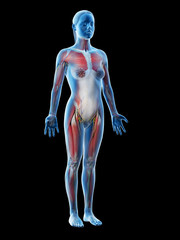 3d rendered illustration of a females anatomy