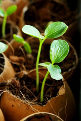 Planting of young papaya tree in used egg shell, clever idea of making use of recycled materials that good for economic and global saving, avoid pollution problem, with space for write wording