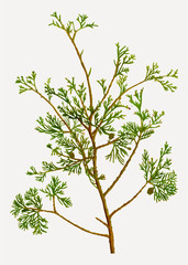 Obraz premium Atlantic white cypress branch