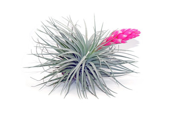 Tillandsia with pink flowering isolated on white background.Tillandsia are careless and low maintenance ornamental plants that required no soil, only plenty of water, sunlight and good airflow