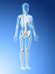 3d rendered illustration of a females skeleton and ligaments