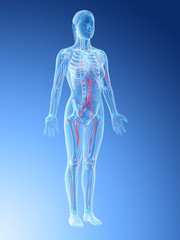 3d rendered illustration of a females vascular system