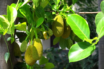 Fruits exotiques sur l'arbre
