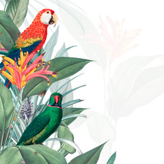 Fototapety  Ilustracja tropikalna makieta ara