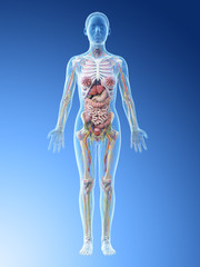3d rendered illustration of a females anatomy