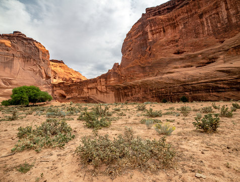 Cholla Cactus form an intimidating, difficult to traverse landscape in the bottom of Canyon de Chelly National Monument