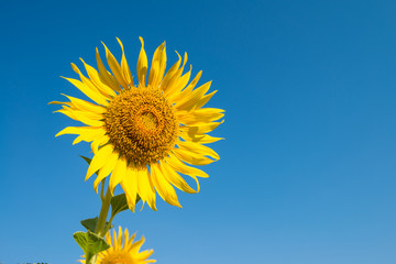 Obraz premium Beautiful blooming sunflowers in field farming garden with clear sunny day blue sky background in the summer morning, Thailand. Sunflowers oil is the non-volatile oil from seeds.