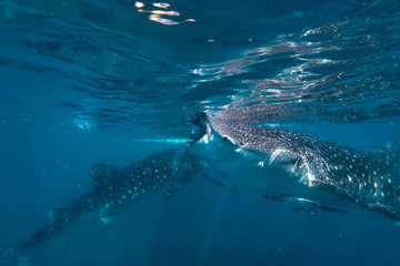 Fototapeta premium Feeding time for the whale sharks