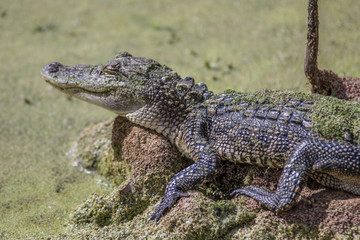 Obraz premium alligator in nature