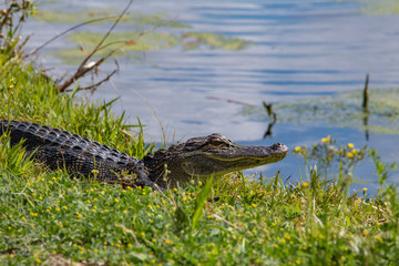 alligator in nature