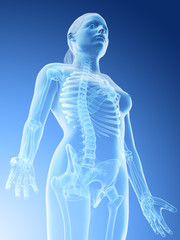 3d rendered illustration of a females skeletal upper body