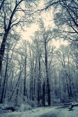 Winter scenery through a park, vertical shot of trees