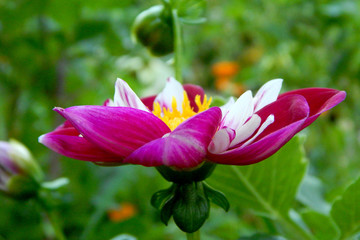 pink lotus flower in pond