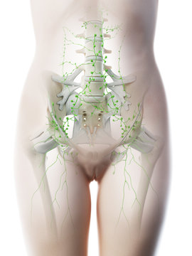 3d rendered illustration of a females abdominal lymph nodes
