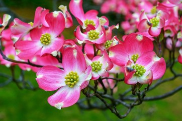 Bright pink Tree blossom with green background