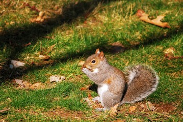 Naklejka na ściany i meble Squirrel eating while sitting upright on grass yard