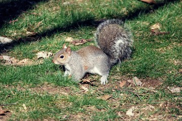 Squirrel with fluffy tail on grass yard