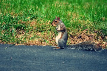 Squirrel standing upright with acorns in mouth