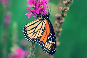 Close up of Monarch Butterfly resting on purple wildflowers